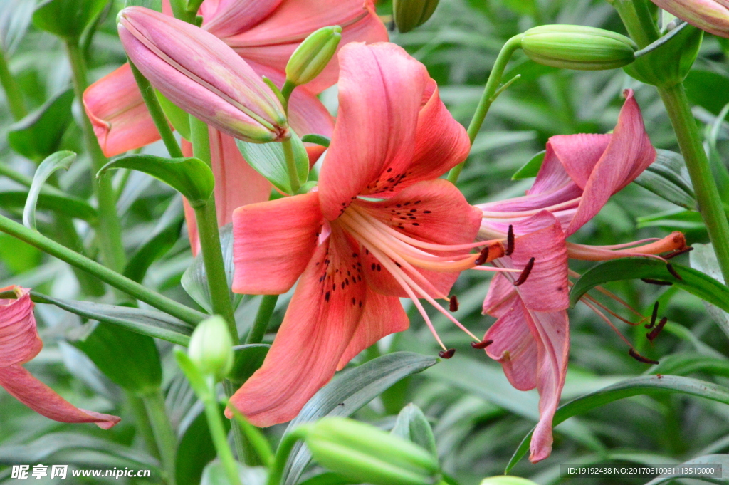 百合花