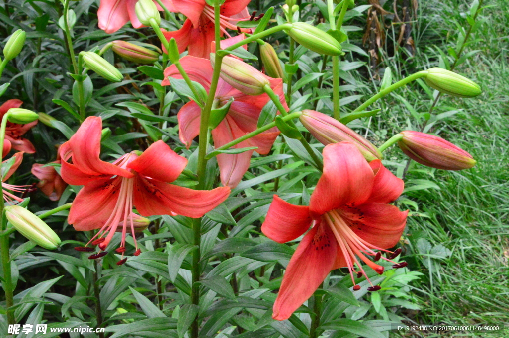 百合花