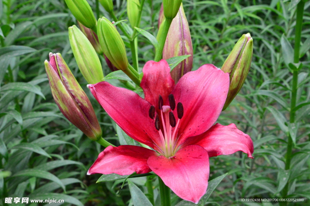 百合花
