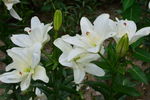 百合花