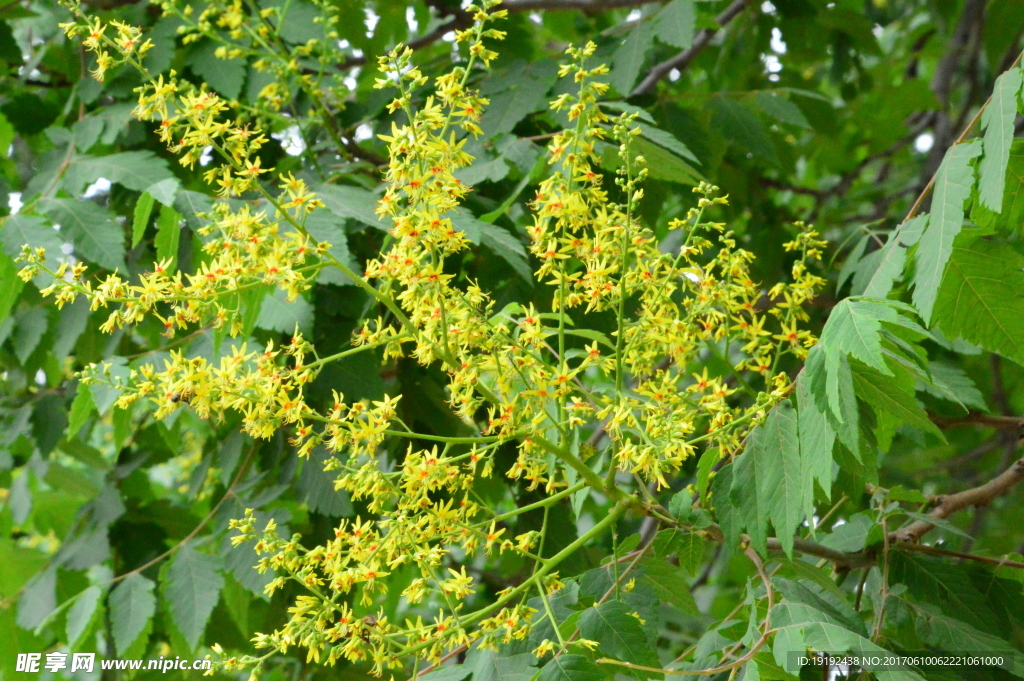 栾树花