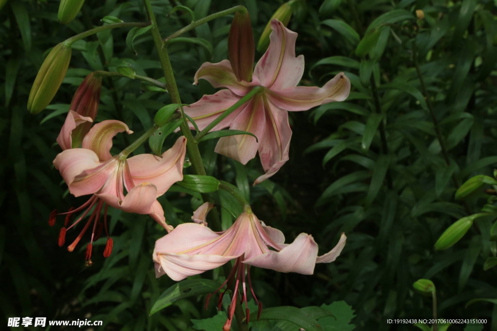 百合花