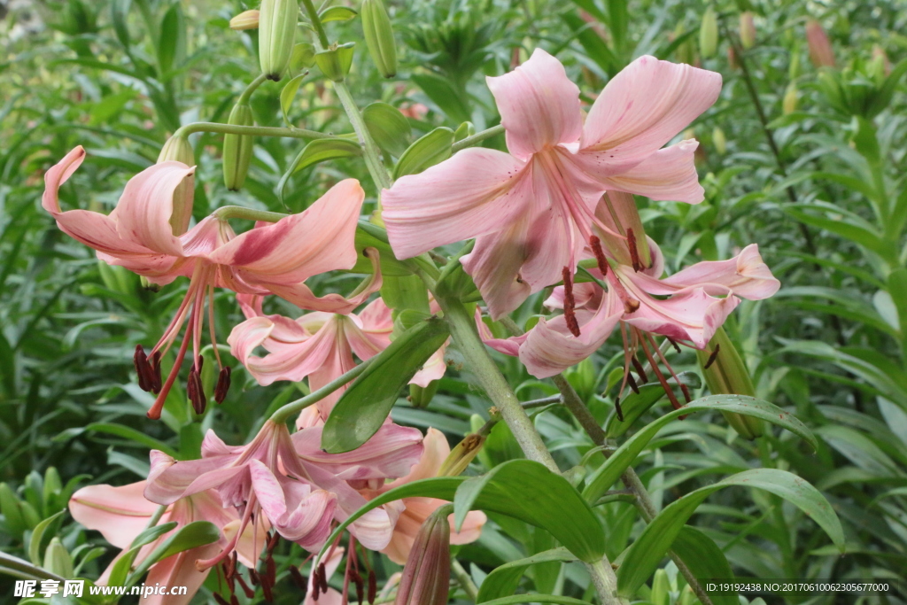 百合花