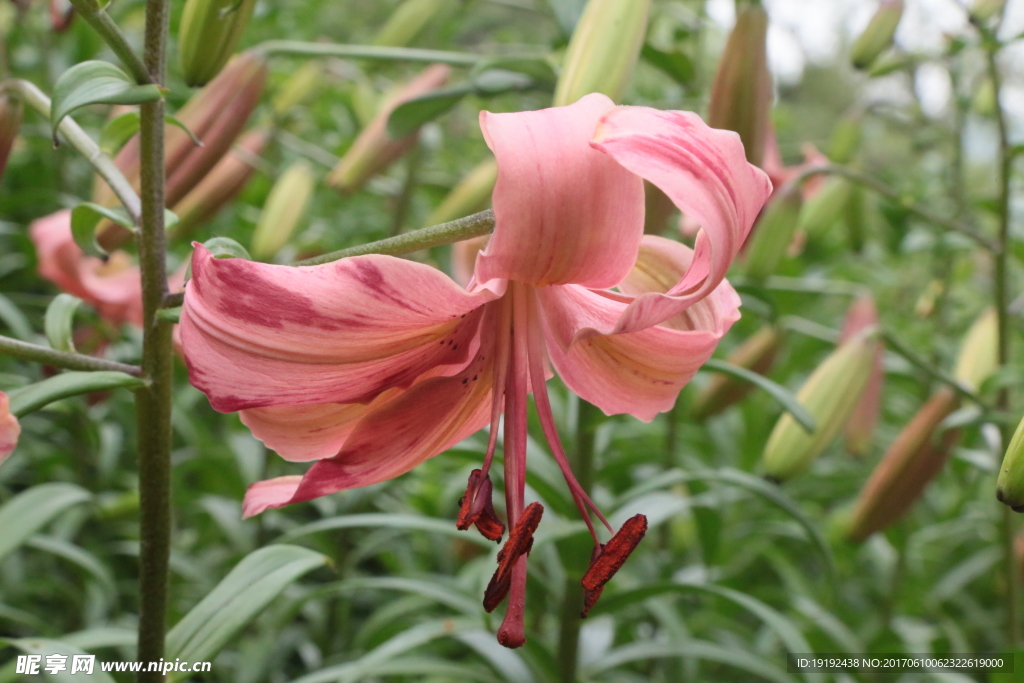 百合花