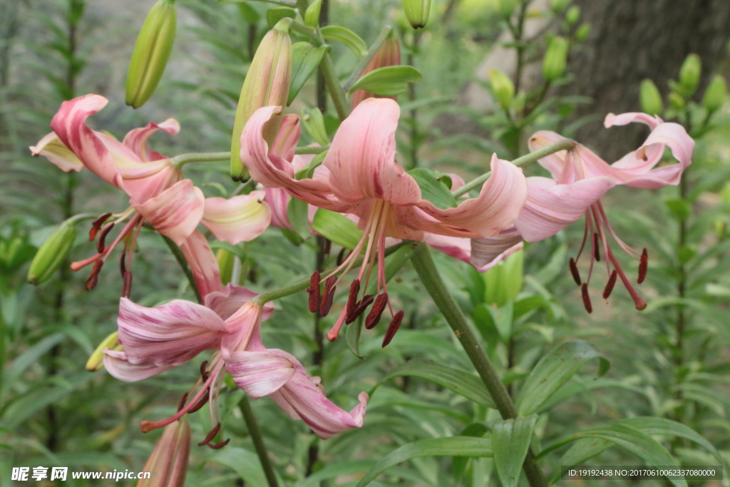 百合花