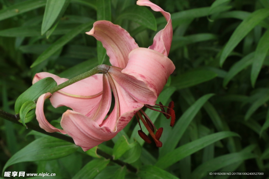 百合花