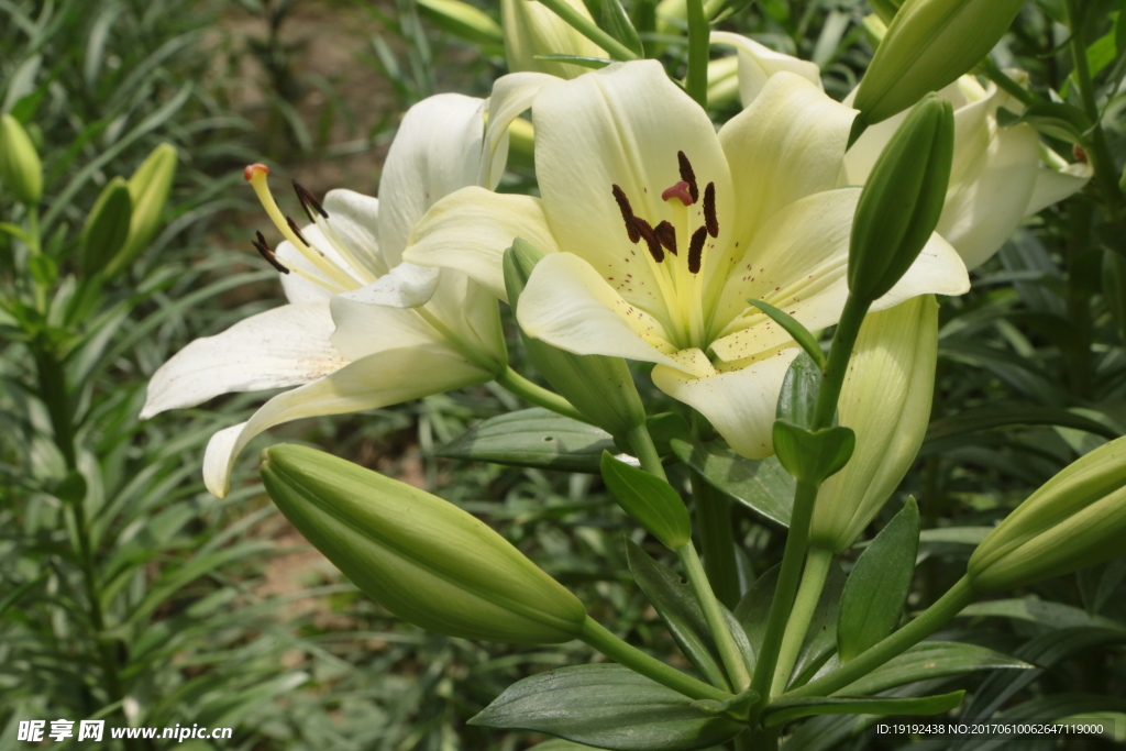 百合花