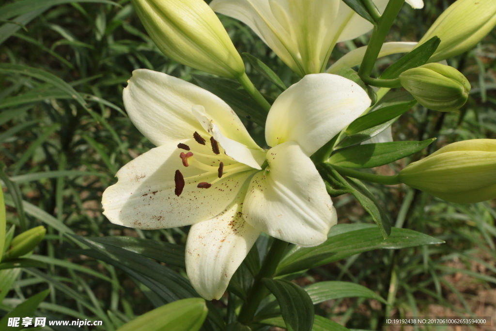 百合花