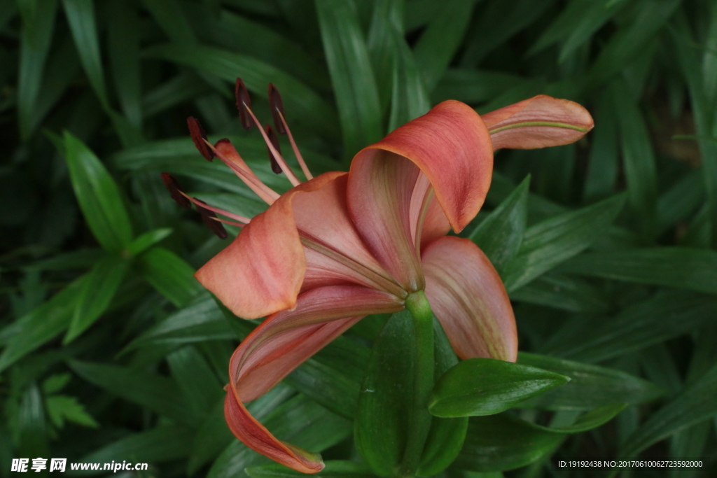 百合花