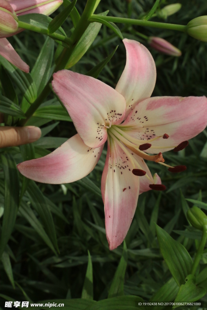 百合花
