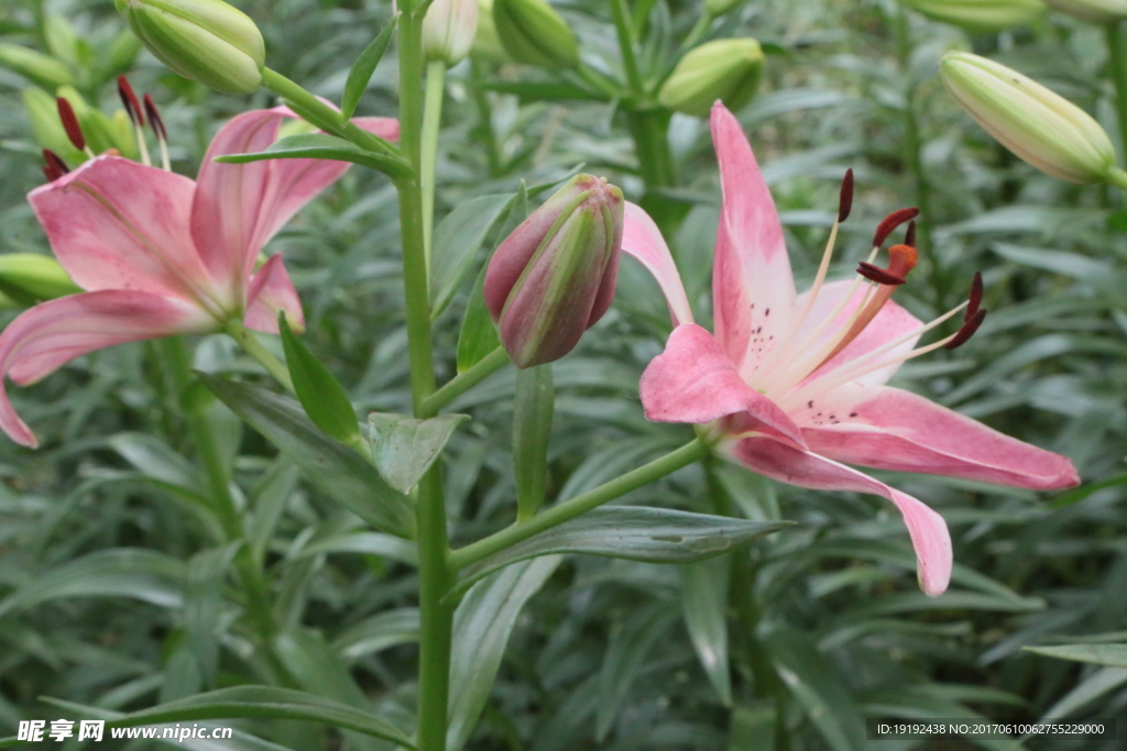 百合花