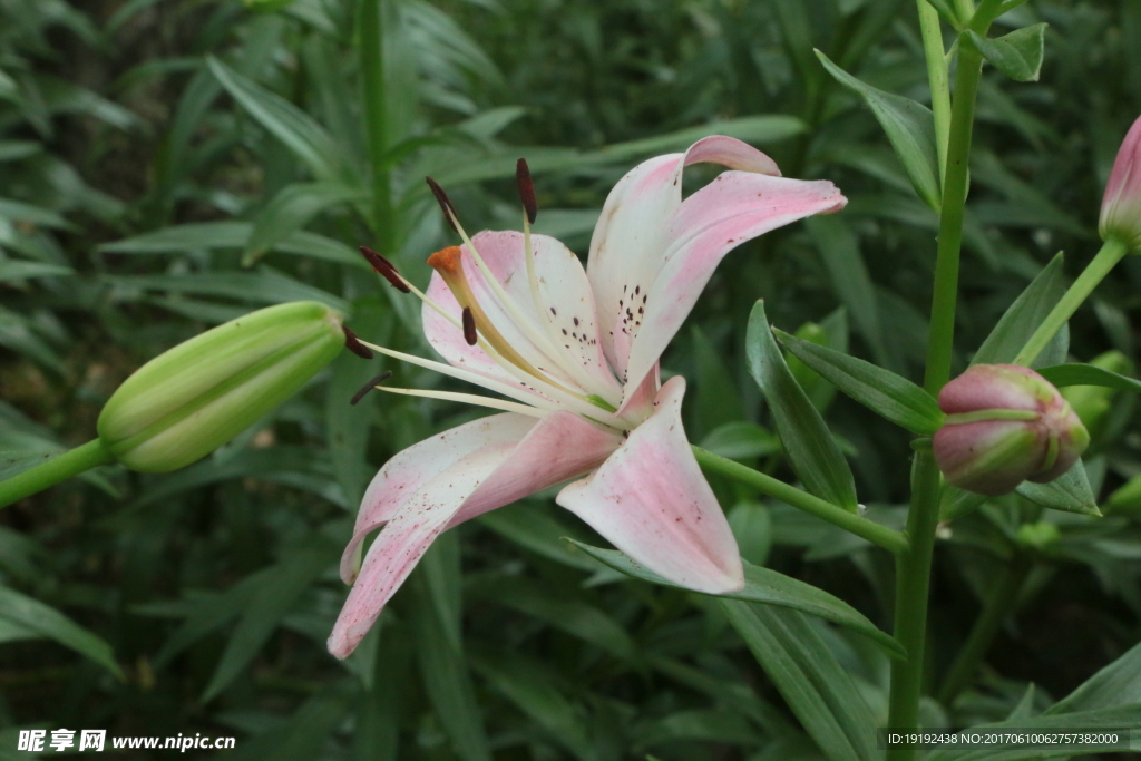 百合花