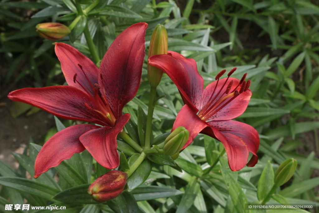 百合花
