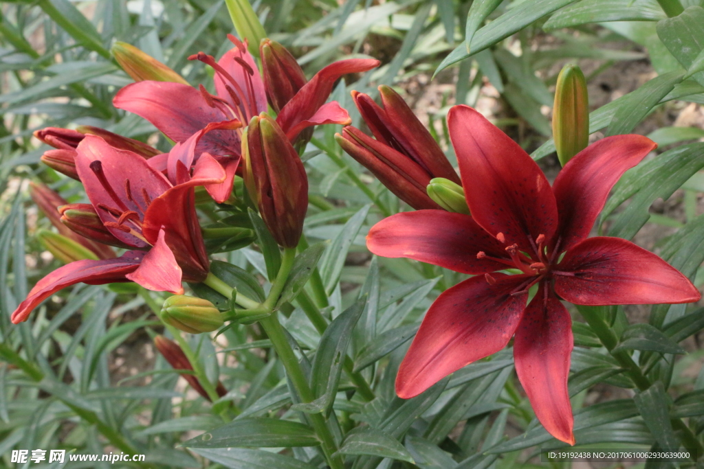 百合花