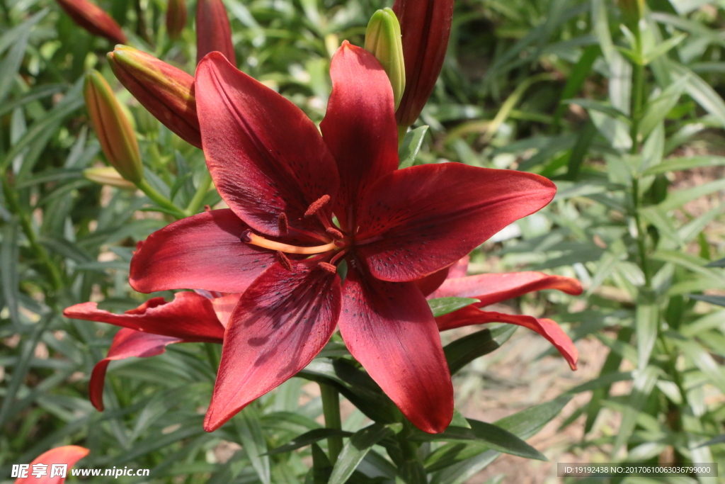 百合花