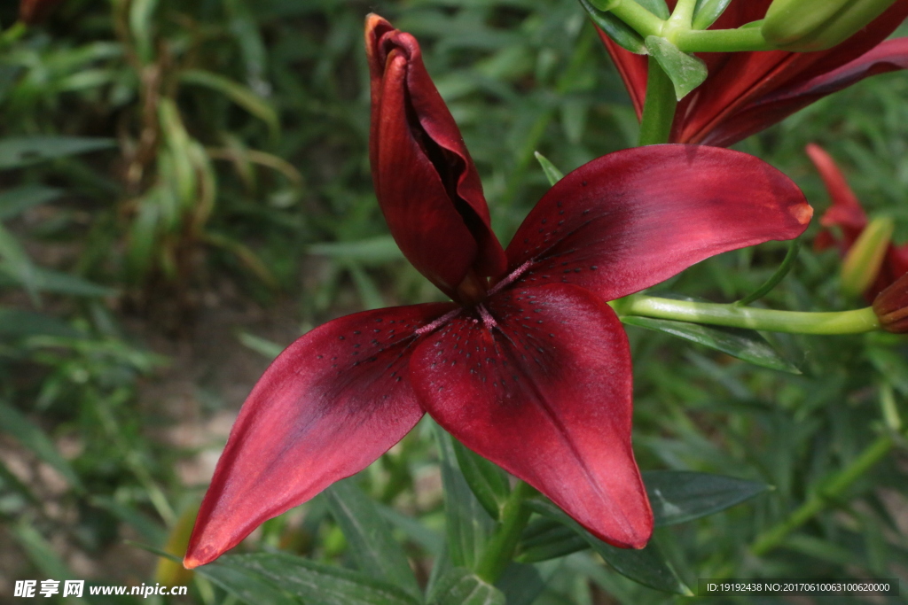 百合花
