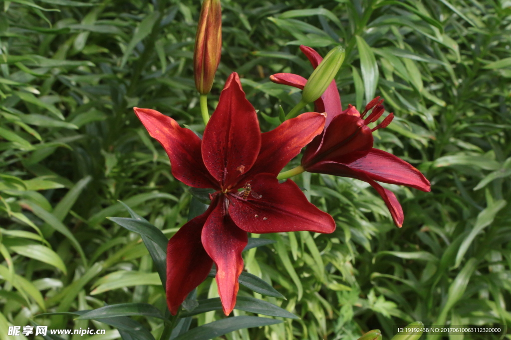 百合花