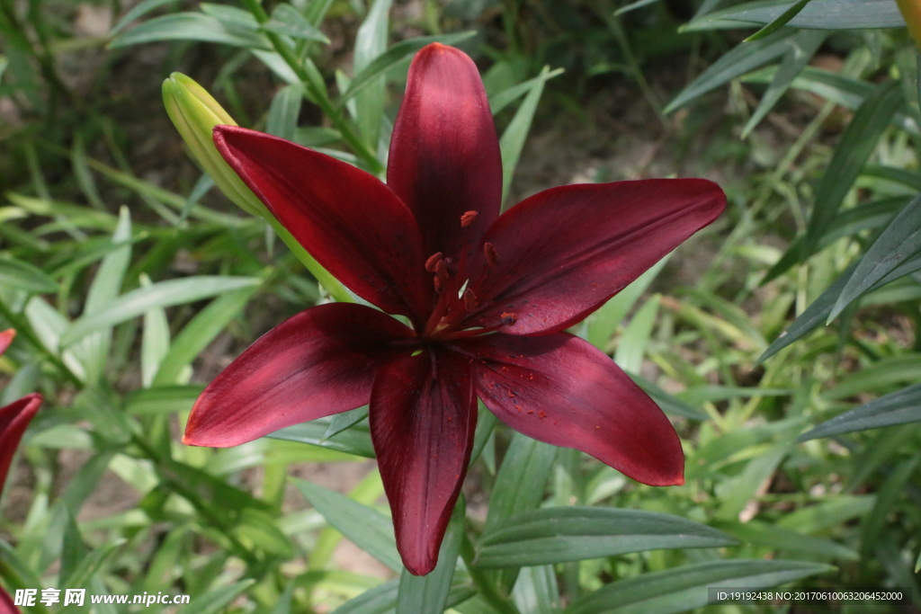 百合花