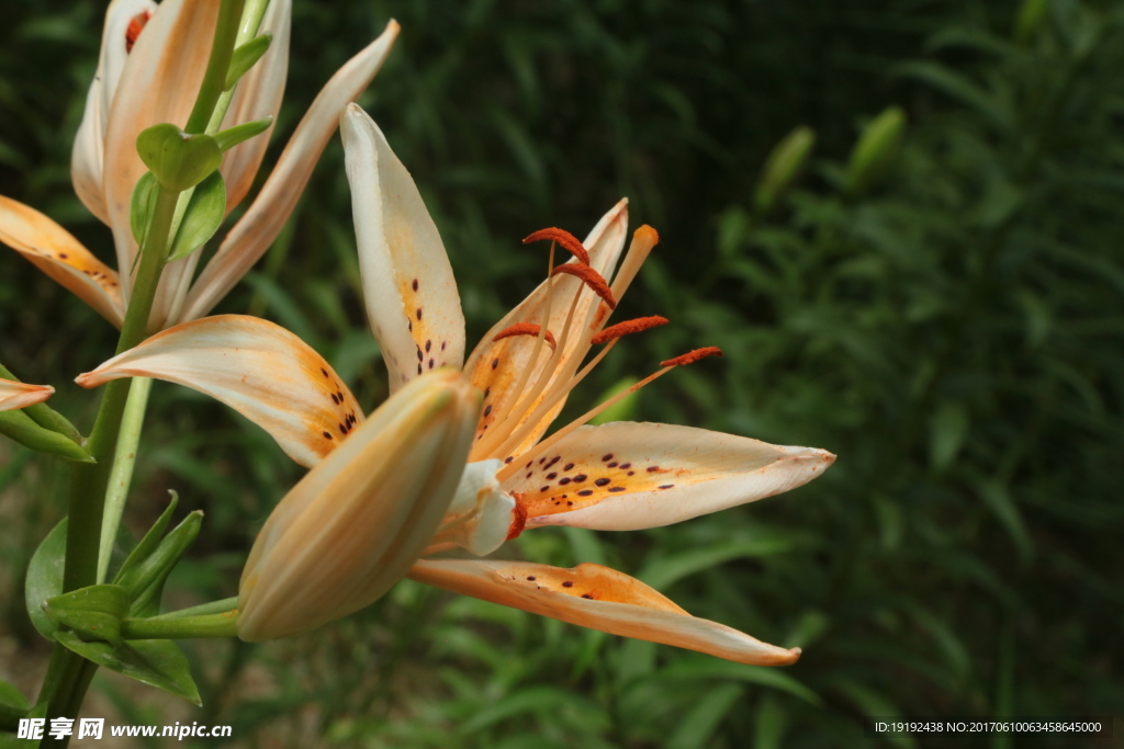 百合花