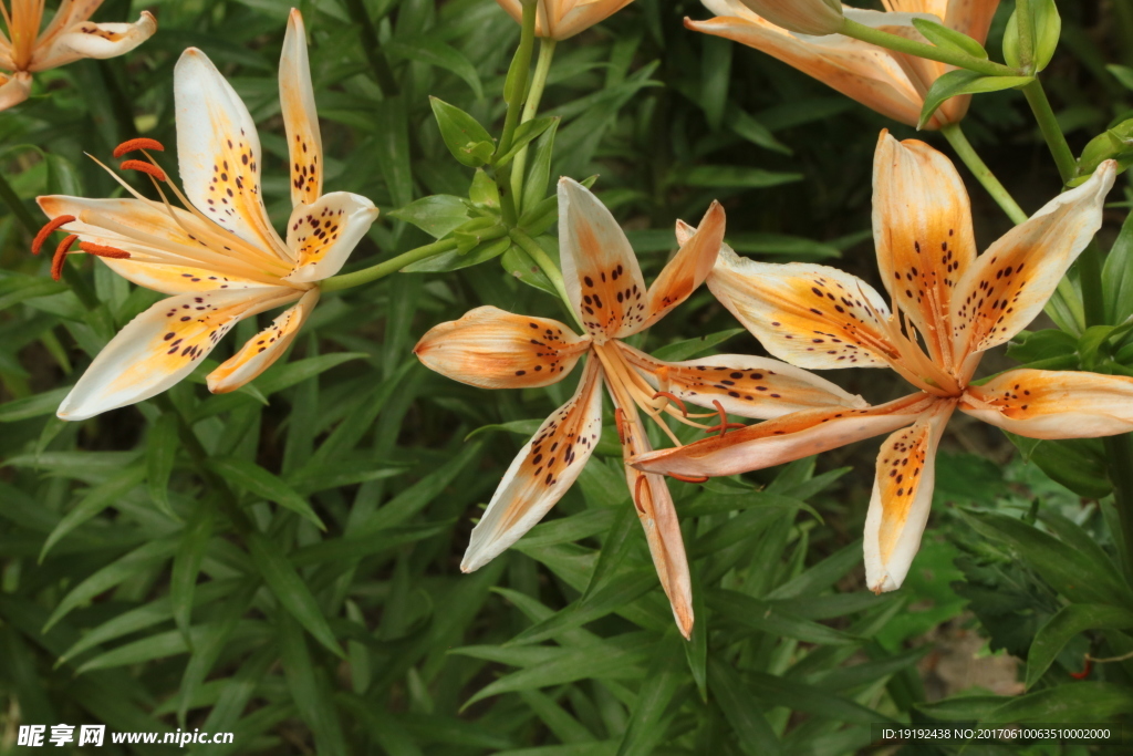 百合花