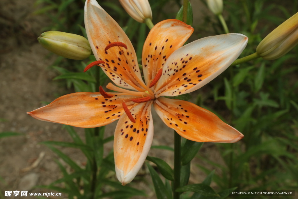 百合花