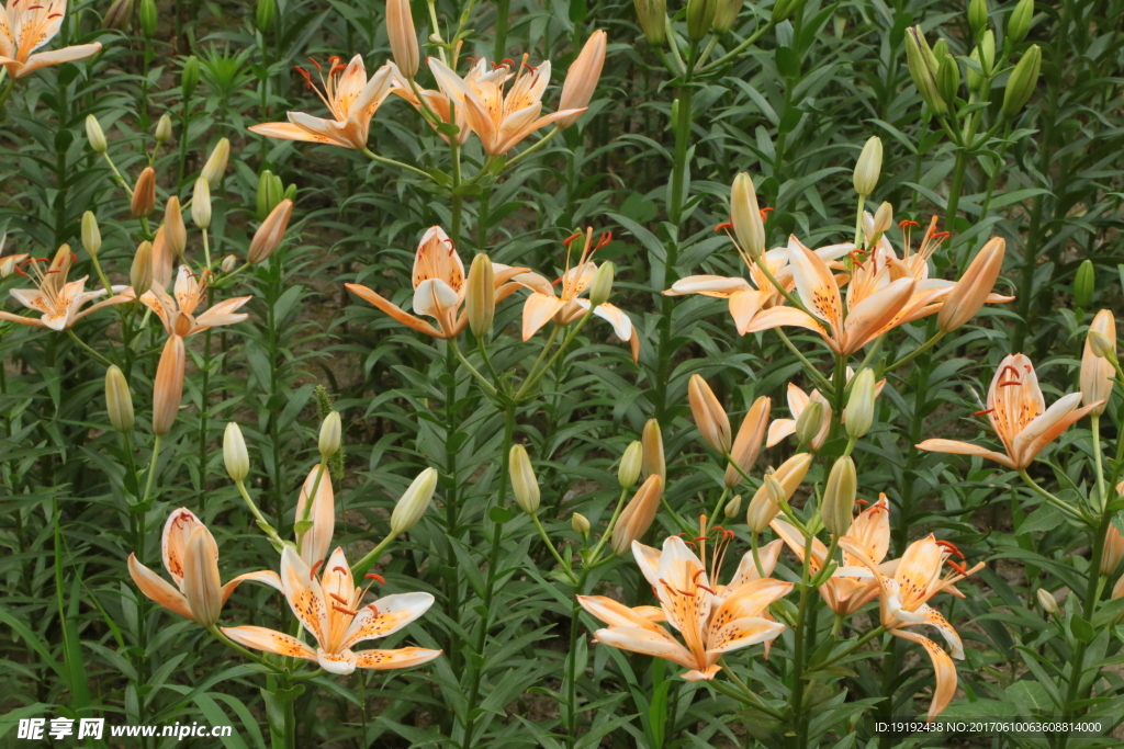 百合花