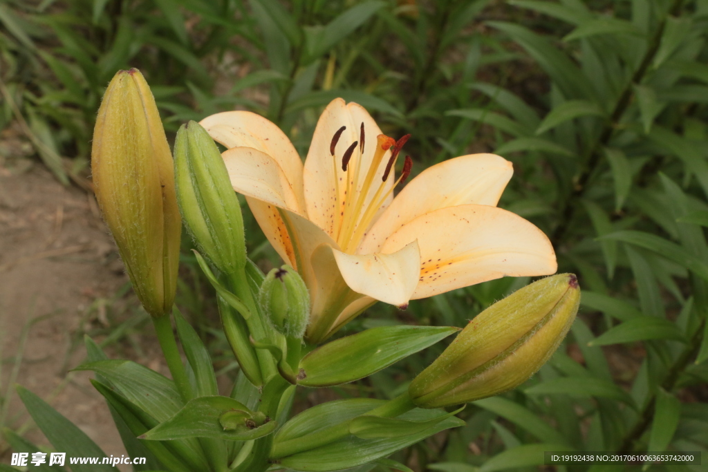 百合花
