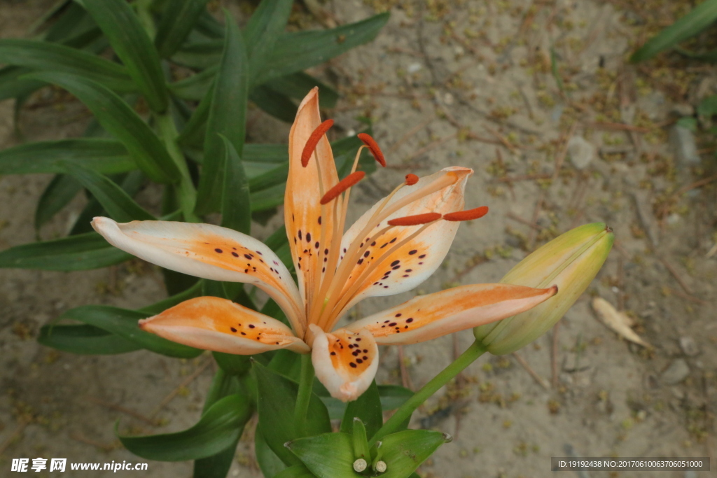 百合花