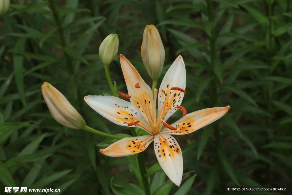 百合花