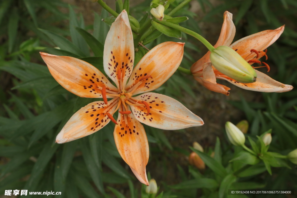百合花
