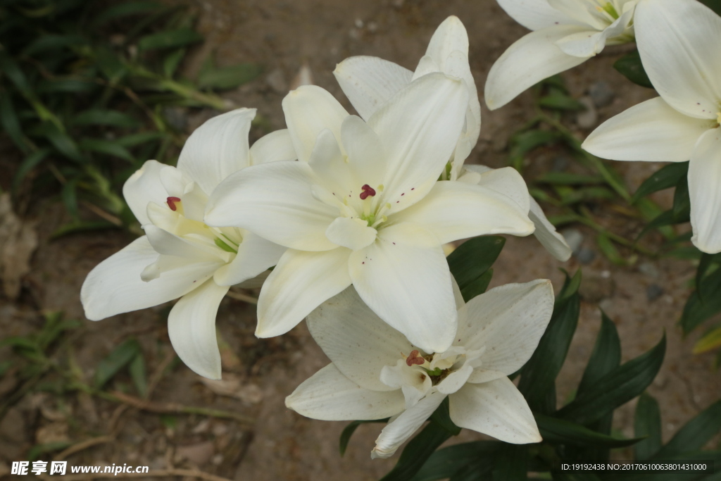 百合花