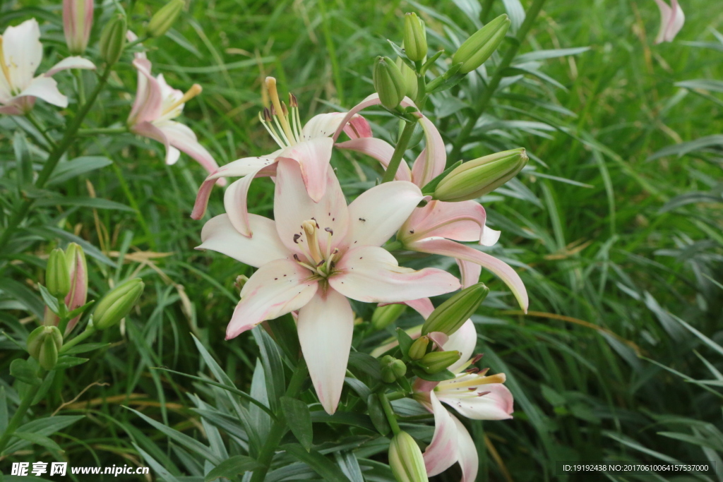 百合花