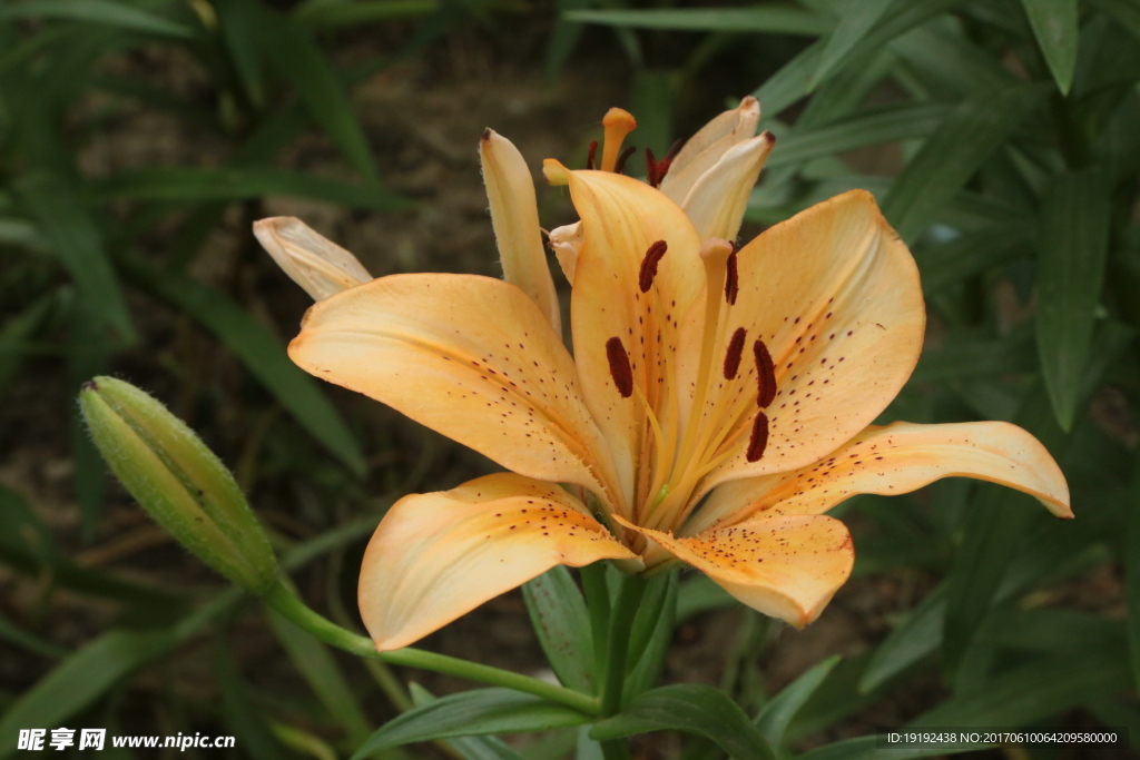 百合花