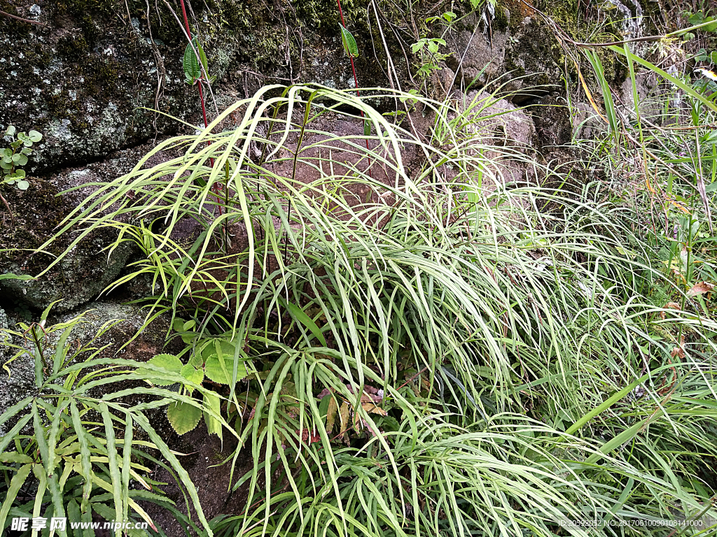 鸡脚草