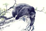 黑熊