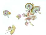 蘑菇