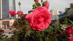 月季花