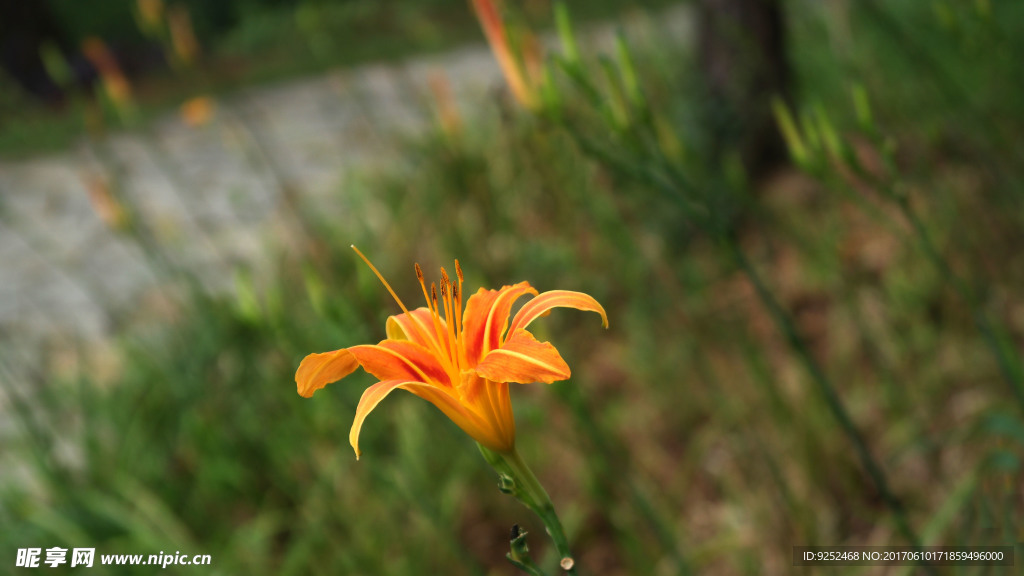 黄花萱草