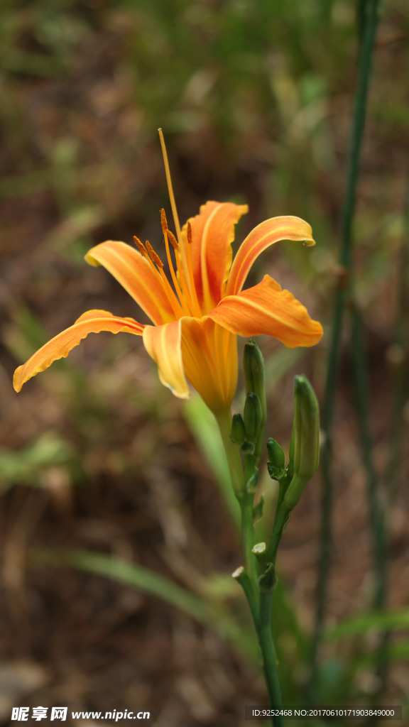 百合科花