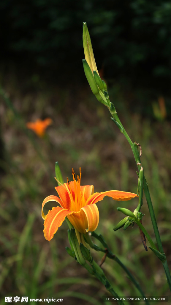 虎百合