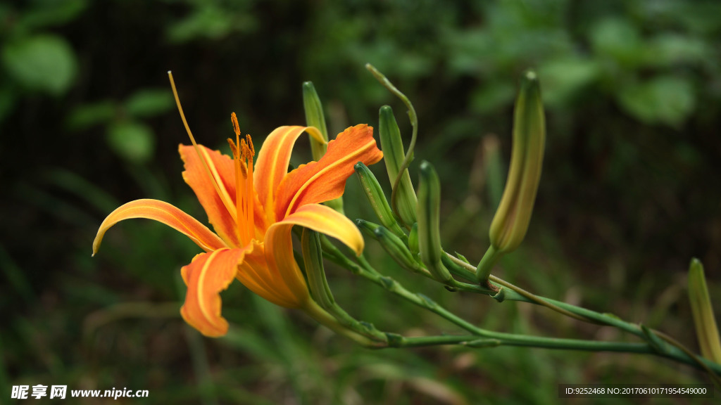 黄花菜