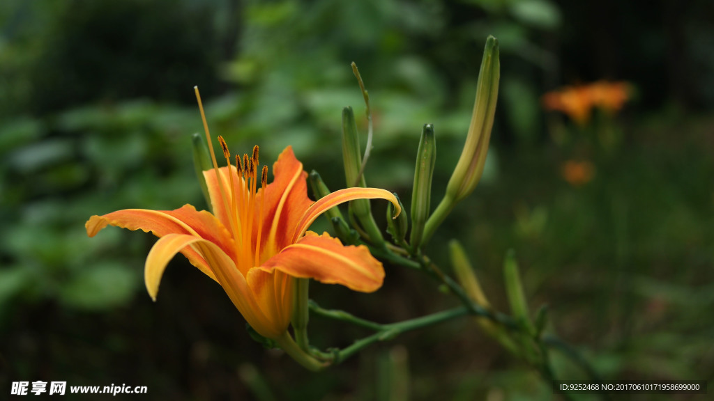 黄花菜