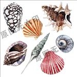 海洋海岛旅游贝壳海螺手绘插图