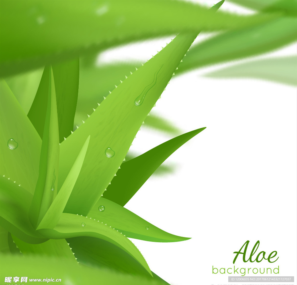 绿色芦荟矢量素材