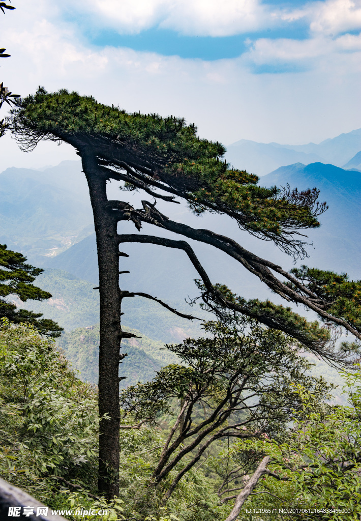 三清山松树