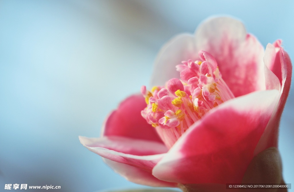 山茶花