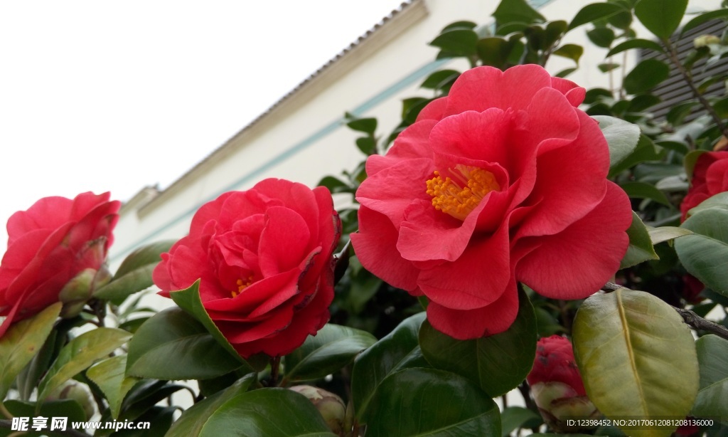 山茶花