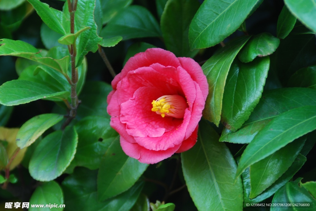 山茶花
