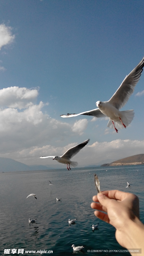 海鸥
