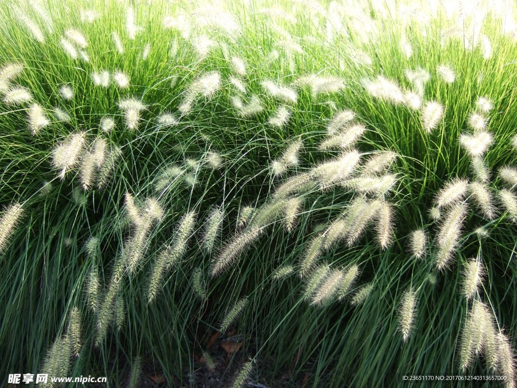 绿色狗尾巴草